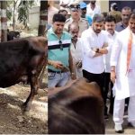 പശുക്കളെ ആക്രമിച്ച് അകിട് അറുത്തുമാറ്റിയ നിലയിൽ; അന്വേഷണത്തിന് ഉത്തരവ്