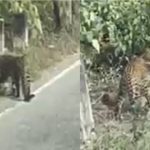 ചിക്കമഗളൂരു ദേശീയപാതയിൽ പുള്ളിപ്പുലി