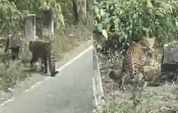 ചിക്കമഗളൂരു ദേശീയപാതയിൽ പുള്ളിപ്പുലി