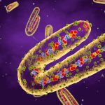 മാര്‍ബര്‍ഗ് വൈറസ്: ടാന്‍സാനിയയില്‍ എട്ട് പേര്‍ മരിച്ചതായി ലോകാരോഗ്യ സംഘടന