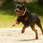 അയൽവാസിയുടെ വളർത്തുനായയുടെ ആക്രമണം; മലയാളി ബാലന് പരുക്ക്