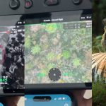 ഭീതിക്ക് ശമനം: വയനാട് അമരക്കുനിയിലെ കടുവ കൂട്ടിൽ