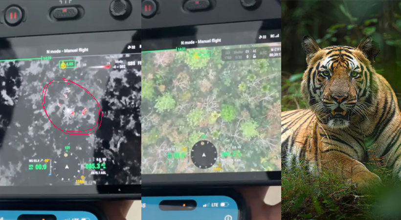 ഭീതിക്ക് ശമനം: വയനാട് അമരക്കുനിയിലെ കടുവ കൂട്ടിൽ