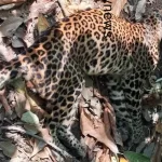 പുരയിടത്തില്‍ പുലിയുടെ ജഡം