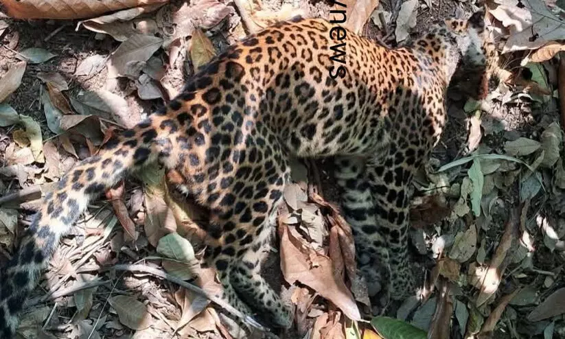 പുരയിടത്തില്‍ പുലിയുടെ ജഡം