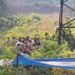 പായില് പൊതിഞ്ഞ നിലയില് മൃതദേഹം കണ്ടെത്തിയ സംഭവം; ആറ് പേരെ കസ്റ്റഡിയിലെടുത്ത് പോലീസ്