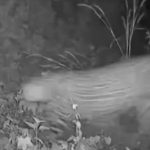 പെരിന്തൽമണ്ണയിൽ പുലിയിറങ്ങി; സി.സി.ടി.വി കാമറയിൽ പതിഞ്ഞു, സ്ഥിരീകരിച്ച് വനംവകുപ്പ്