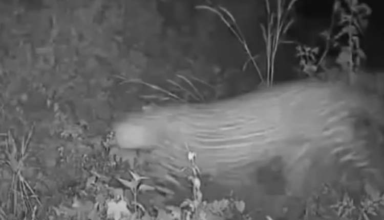 പെരിന്തൽമണ്ണയിൽ പുലിയിറങ്ങി; സി.സി.ടി.വി കാമറയിൽ പതിഞ്ഞു, സ്ഥിരീകരിച്ച് വനംവകുപ്പ്