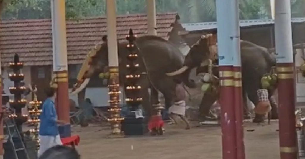 കൊയിലാണ്ടിയില് ആനയിടഞ്ഞ സംഭവം; ആറ് പേരെ പ്രതിചേര്ത്ത് വനം വകുപ്പ് റിപ്പോര്ട്ട്