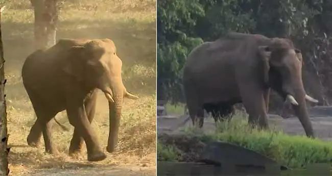 മസ്തകത്തില് പരുക്കേറ്റ ആനയെ മയക്കുവെടിവച്ചു