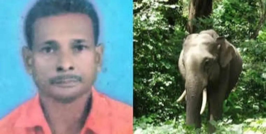 വീണ്ടും കാട്ടാനക്കലി; തൃശൂരില്‍ കാട്ടാന വയോധികനെ ചവിട്ടിക്കൊന്നു