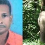 വീണ്ടും കാട്ടാനക്കലി; തൃശൂരില്‍ കാട്ടാന വയോധികനെ ചവിട്ടിക്കൊന്നു