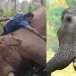 മസ്തകത്തില്‍ പരുക്കേറ്റ കൊമ്പന്റെ തലച്ചോറില്‍ അണുബാധ; പ്രാഥമിക പോസ്റ്റ്മോര്‍ട്ടം റിപ്പോര്‍ട്ട് പുറത്ത്