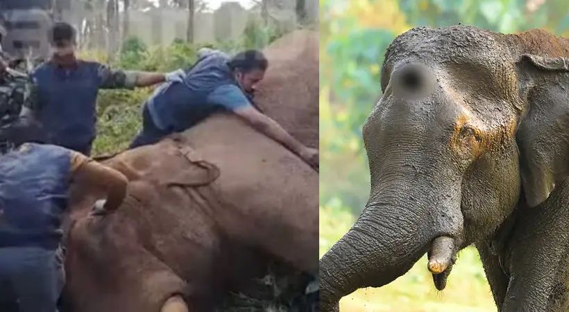 മസ്തകത്തിന് പരുക്കേറ്റ് അവശനിലയിലായ കൊമ്പന് ചരിഞ്ഞു