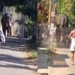 ഉത്സവത്തിന് എത്തിച്ച ആനയിടഞ്ഞു; രണ്ട് പേരെ കുത്തി, ഒരാള്‍ മരിച്ചു