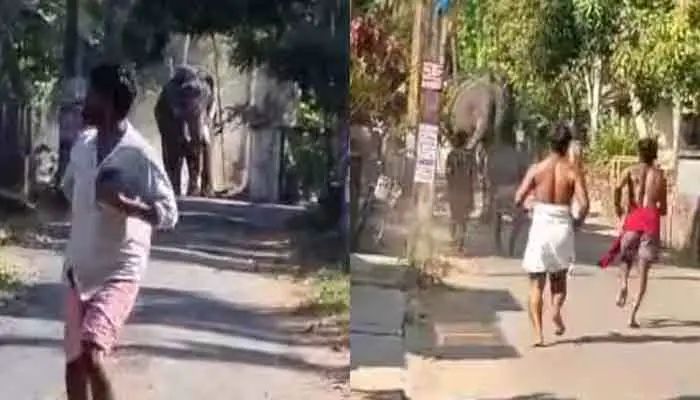 ഉത്സവത്തിന് എത്തിച്ച ആനയിടഞ്ഞു; രണ്ട് പേരെ കുത്തി, ഒരാള്‍ മരിച്ചു