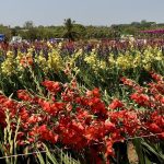 ദേശീയ ഹോർട്ടികൾച്ചർ മേള ബെംഗളൂരുവിൽ 27 മുതൽ