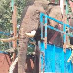 നാടിനെ വിറപ്പിച്ച കാട്ടാന പിടിയിലായി