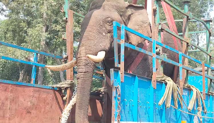 നാടിനെ വിറപ്പിച്ച കാട്ടാന പിടിയിലായി