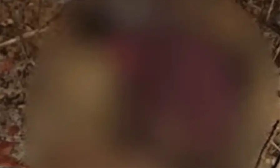 വീണ്ടും കാട്ടാന ആക്രമണം; കണ്ണൂരിൽ ദമ്പതികള്‍ക്ക് ദാരുണാന്ത്യം