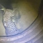 കാസറഗോഡ് വീട്ടുവളപ്പിലെ കിണറ്റില്‍ പുലിയെ ചത്തനിലയില്‍ കണ്ടെത്തി