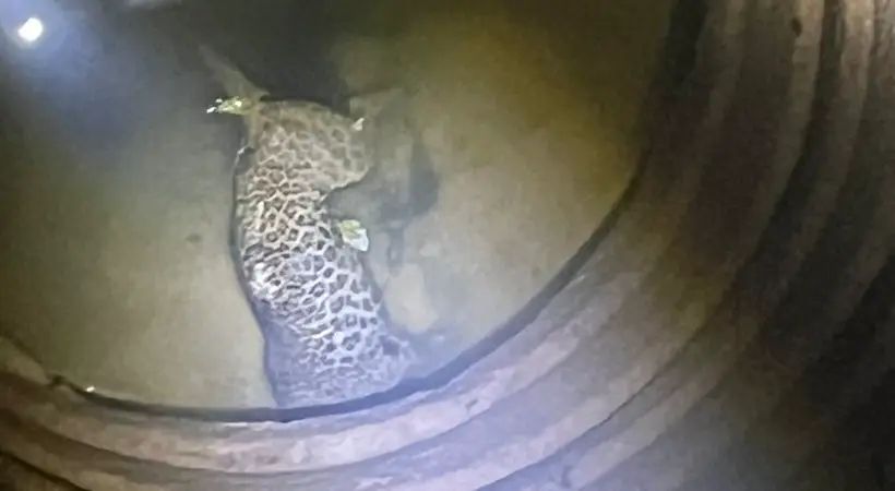 കാസറഗോഡ് വീട്ടുവളപ്പിലെ കിണറ്റില്‍ പുലിയെ ചത്തനിലയില്‍ കണ്ടെത്തി