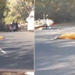 റോഡ് മുറിച്ചു കടന്ന പുലിയെ ബൈക്ക് ഇടിച്ചു; യാത്രക്കാരന് പരുക്ക്