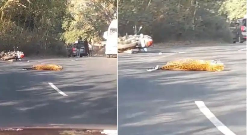 റോഡ് മുറിച്ചു കടന്ന പുലിയെ ബൈക്ക് ഇടിച്ചു; യാത്രക്കാരന് പരുക്ക്