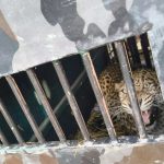 റായ്ച്ചൂരിൽ ഭീതി പടർത്തിയ പുള്ളിപ്പുലിയെ പിടികൂടി