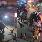 പട്ടാമ്പി നേര്‍ച്ചക്കിടെ ആന വിരണ്ടോടി; മധ്യ വയസ്കന്റെ കാലില്‍ കമ്പി തുളഞ്ഞു കയറി