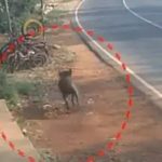 മദ്രസ വിദ്യാര്‍ഥികള്‍ക്ക് നേരെ കാട്ടുപന്നി ആക്രമണം; രക്ഷപ്പെട്ടത് തലനാരിഴയ്ക്ക്