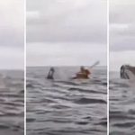 കയാക്കിങ്ങിനിടെ കൂറ്റൻ തിമിംഗലത്തിന്റെ വായിലകപ്പെട്ടു; അത്ഭുതകരമായി രക്ഷപ്പെട്ട് യുവാവ്