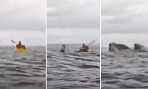 കയാക്കിങ്ങിനിടെ കൂറ്റൻ തിമിംഗലത്തിന്റെ വായിലകപ്പെട്ടു; അത്ഭുതകരമായി രക്ഷപ്പെട്ട് യുവാവ്