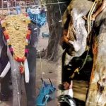 കോഴിക്കോട് ജില്ലയില്‍ ആന എഴുന്നള്ളിപ്പിന് വിലക്ക് ഏര്‍പ്പെടുത്തി