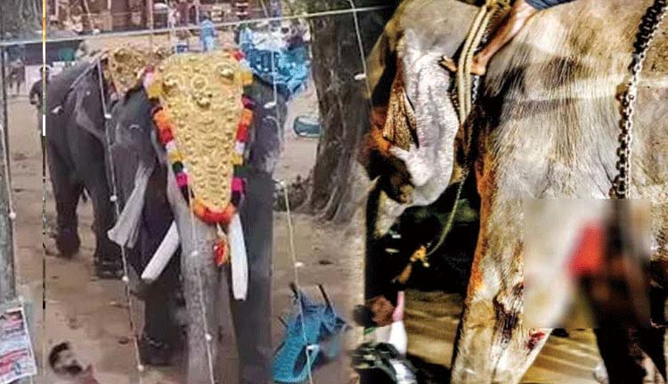 ആനയിടഞ്ഞുണ്ടായ അപകടം; നാട്ടാന പരിപാലന ചട്ടം ലംഘിച്ചെന്ന് റിപ്പോര്‍ട്ട്