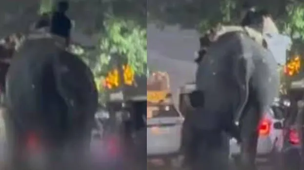 പാലക്കാട് നേർച്ചയ്ക്കിടെ ആനയിടഞ്ഞു; കുത്തേറ്റ് പാപ്പാന് ദാരുണാന്ത്യം