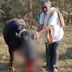 നാടൻ ബോംബ് പൊട്ടിത്തെറിച്ച് പോത്ത് ചത്തു