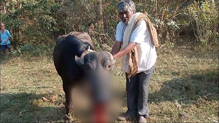 നാടൻ ബോംബ് പൊട്ടിത്തെറിച്ച് പോത്ത് ചത്തു