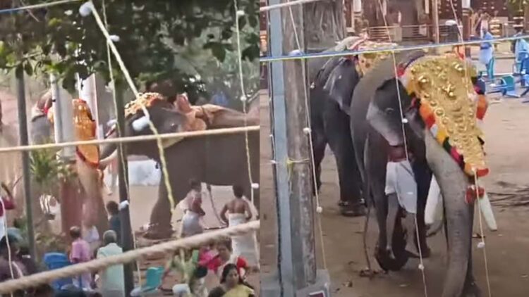 ക്ഷേത്രത്തിലെ ആനയിടഞ്ഞുണ്ടായ ദുരന്തം; മരിച്ചവർക്ക് നഷ്ടപരിഹാരം നൽകണമെന്ന് മന്ത്രി