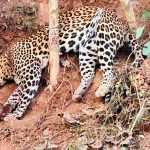 കാട്ടുപന്നിക്ക് വേണ്ടി വെച്ച കെണിയിൽ പുള്ളിപ്പുലിയെ ചത്ത നിലയിൽ കണ്ടെത്തി