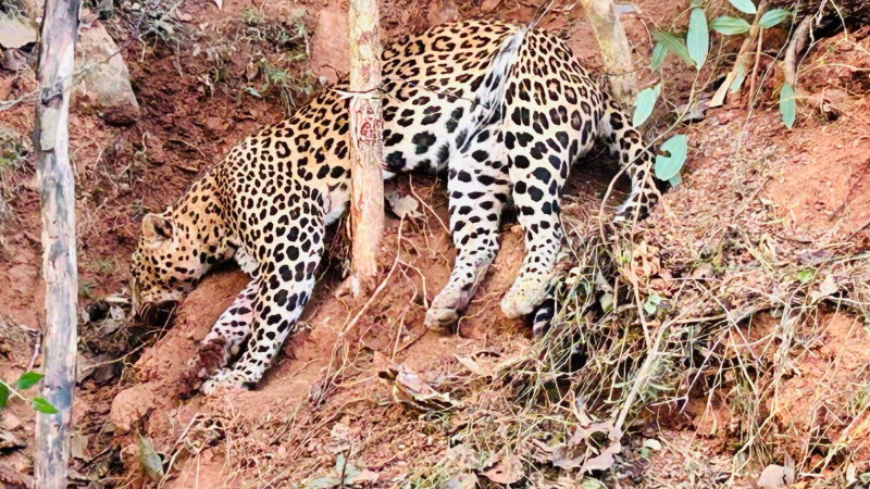 കാട്ടുപന്നിക്ക് വേണ്ടി വെച്ച കെണിയിൽ പുള്ളിപ്പുലിയെ ചത്ത നിലയിൽ കണ്ടെത്തി