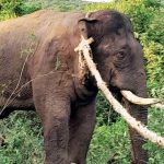 ജനവാസകേന്ദ്രത്തിലിറങ്ങിയ കാട്ടാനയെ പിടികൂടി