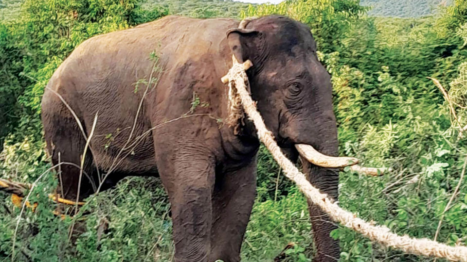 ജനവാസകേന്ദ്രത്തിലിറങ്ങിയ കാട്ടാനയെ പിടികൂടി