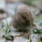 ‘ഹെനിപാ വൈറസ്’; നിപയുടെ കുടുംബാംഗം, അതീവ അപകടകാരി, ആദ്യ കേസ് അമേരിക്കയില് സ്ഥിരീകരിച്ചു; മുന്നറിയിപ്പുമായി ഗവേഷകര്