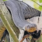 പാമ്പ് കടിയേറ്റ് മരിച്ചാൽ ആശ്രിതർക്ക്‌ ഇനി നാലുലക്ഷം രൂപ സഹായം; വന്യമൃഗ ആക്രമണത്തിൽ ആസ്തികൾക്ക് നഷ്ടം സംഭവിച്ചാൽ ഒരു ലക്ഷം സഹായം