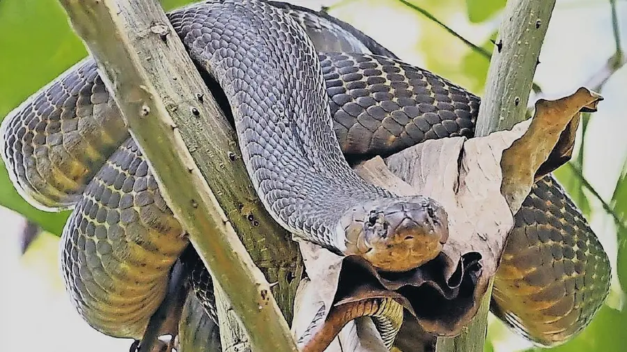 പാമ്പ് കടിയേറ്റ് മരിച്ചാൽ ആശ്രിതർക്ക്‌ ഇനി നാലുലക്ഷം രൂപ സഹായം; വന്യമൃഗ ആക്രമണത്തിൽ ആസ്തികൾക്ക് നഷ്ടം സംഭവിച്ചാൽ ഒരു ലക്ഷം സഹായം
