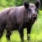 പാലക്കാട് ആറുവയസ്സുകാരിയെ കാട്ടുപന്നി ആക്രമിച്ചു