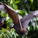 മലപ്പുറം തിരുവാലിയില് വവ്വാലുകൾ കൂട്ടത്തോടെ ചത്ത നിലയിൽ, സാമ്പിളുകള് പരിശോധനക്കയച്ചു