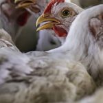 പക്ഷിപ്പനി: ബള്ളാരിയില്‍ ഒരാഴ്ചയ്ക്കിടെ ചത്തത് 2100 കോഴികൾ