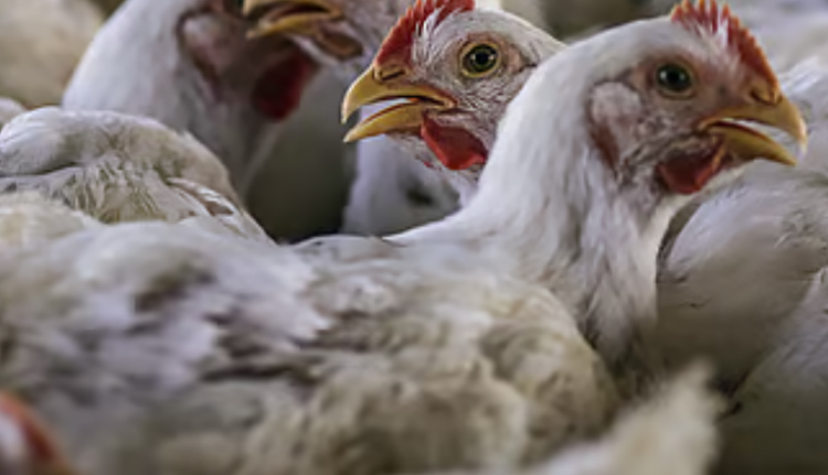 പക്ഷിപ്പനി: ബള്ളാരിയില്‍ ഒരാഴ്ചയ്ക്കിടെ ചത്തത് 2100 കോഴികൾ